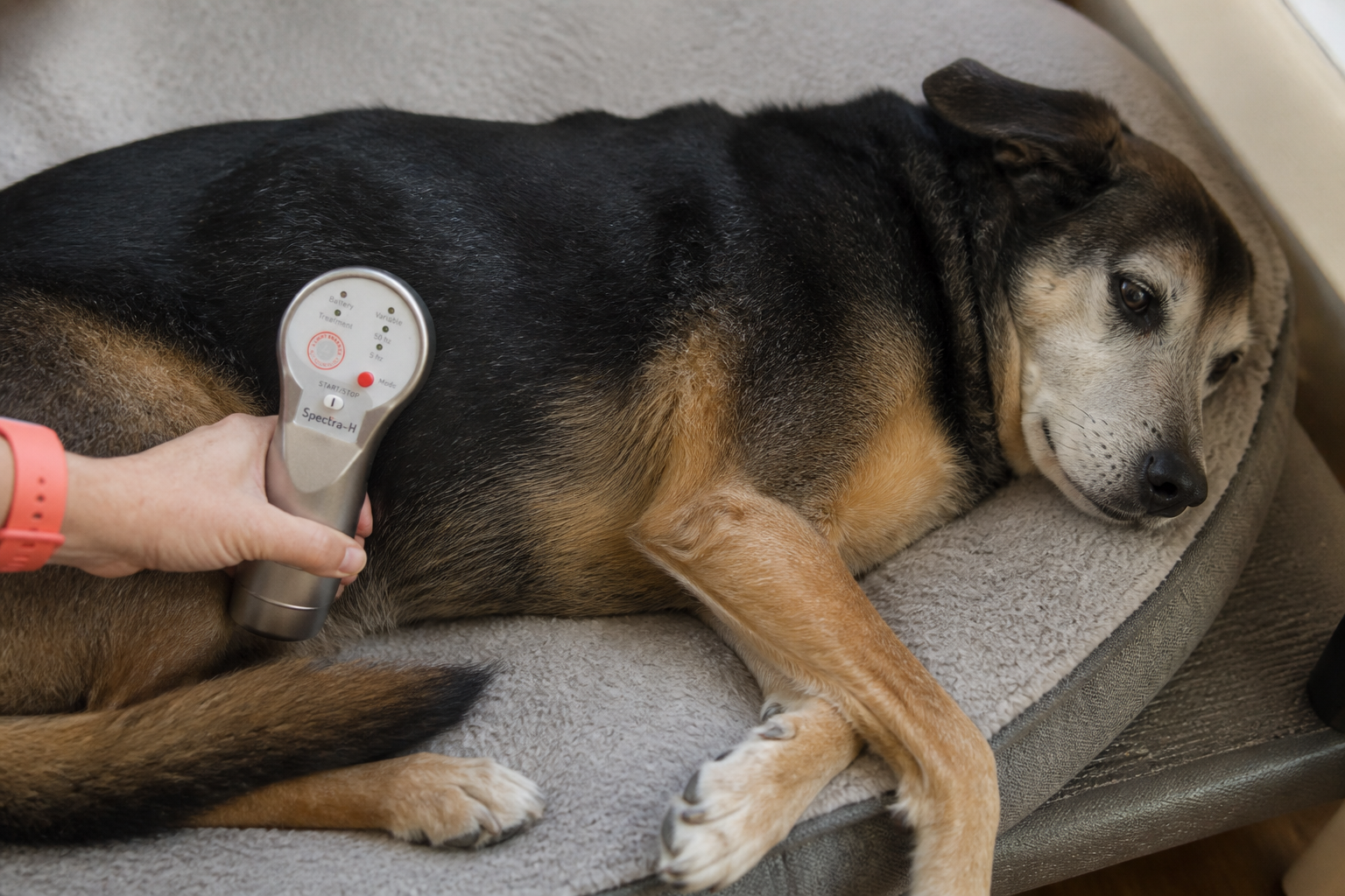 Dr. Candy Akers with a dog
