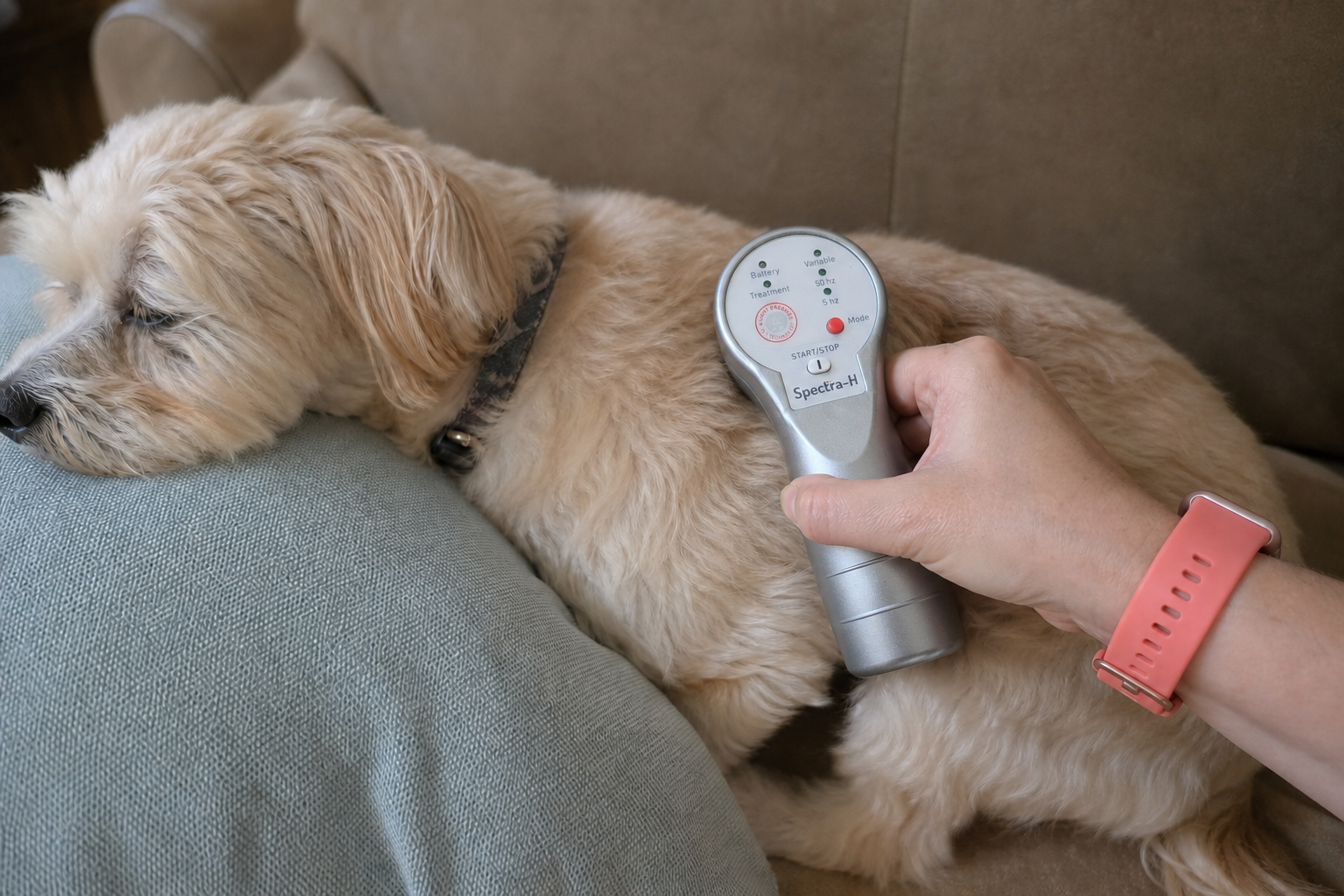 Veterinarian Dr. Candy Akers with a dog