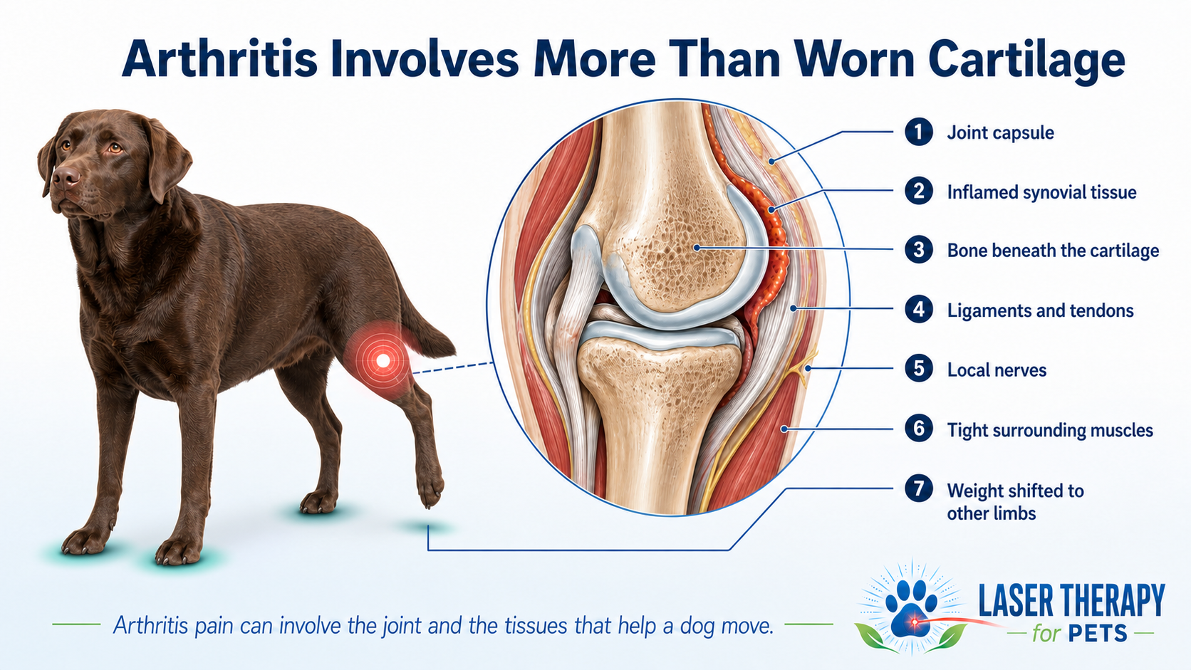 Chocolate Labrador retriever unloading a sore hind leg beside an educational diagram showing how canine arthritis affects cartilage, bone, muscles, and movement patterns.