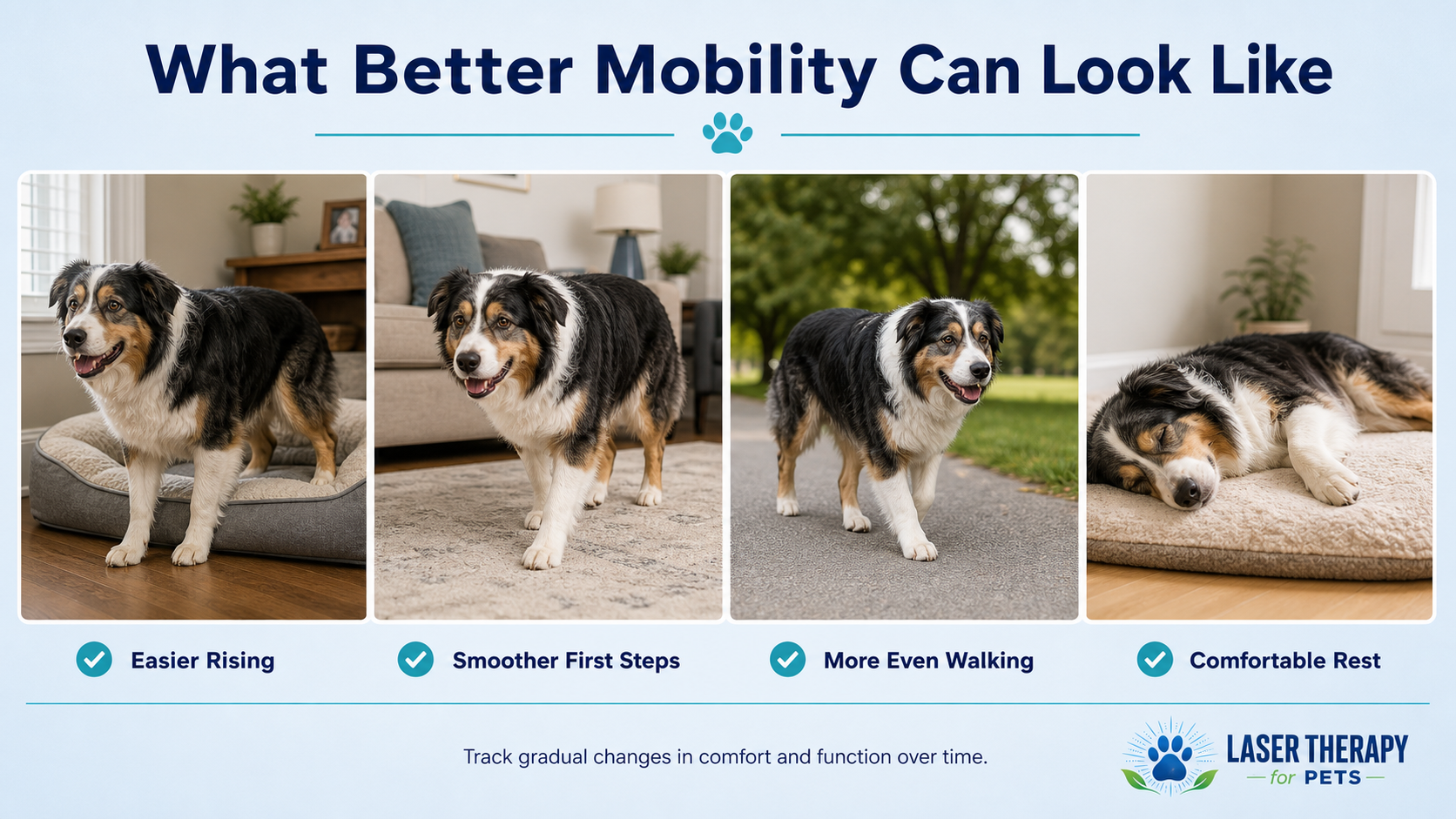 Four examples of improved mobility in a senior Australian Shepherd: easier rising, smoother first steps, more even walking, and comfortable rest.