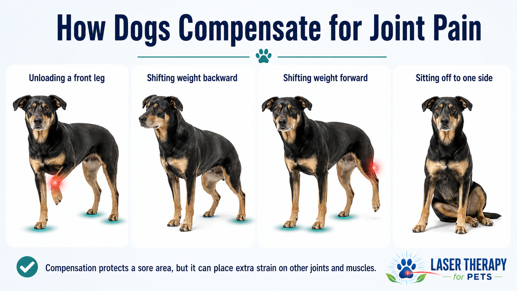 Four examples of a dog compensating for joint pain by lifting a front leg, shifting weight backward, shifting weight forward, and sitting with the hips to one side.