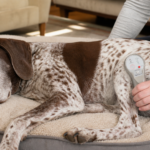 Senior German Shorthaired Pointer receiving Spectra H laser therapy for hip pain at home