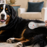 Bernese Mountain Dog receiving at-home Spectra H laser therapy over the hip