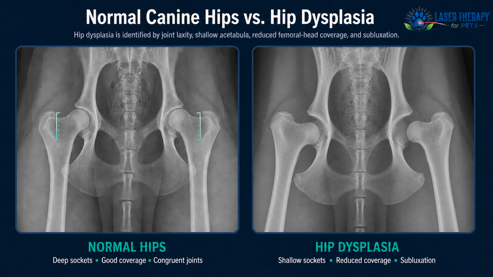Veterinary X-ray comparison of normal canine hips and severe hip dysplasia with shallow sockets and bilateral subluxation.